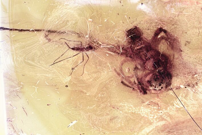 Huge Partial Ant Fossil and Dark-Winged Fungus Gnat In Baltic Amber #325469